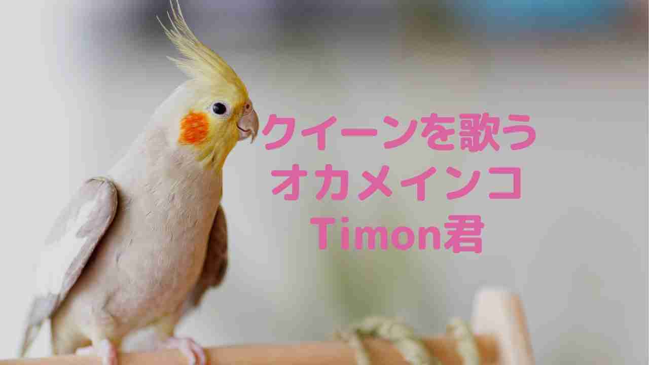 cockatiel-timon