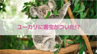 ユーカリに害虫がついた 虫除け効果はどこへ