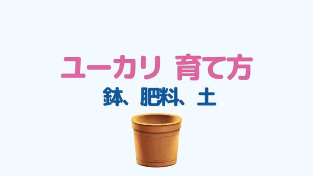 ユーカリ 肥料と土のオススメは 鉢植えで10年育ったので