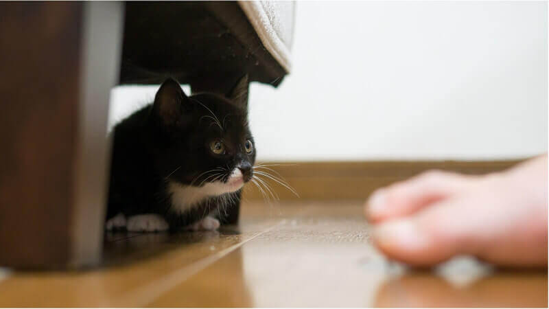 指の間のにおいとかゆみの足に驚く猫