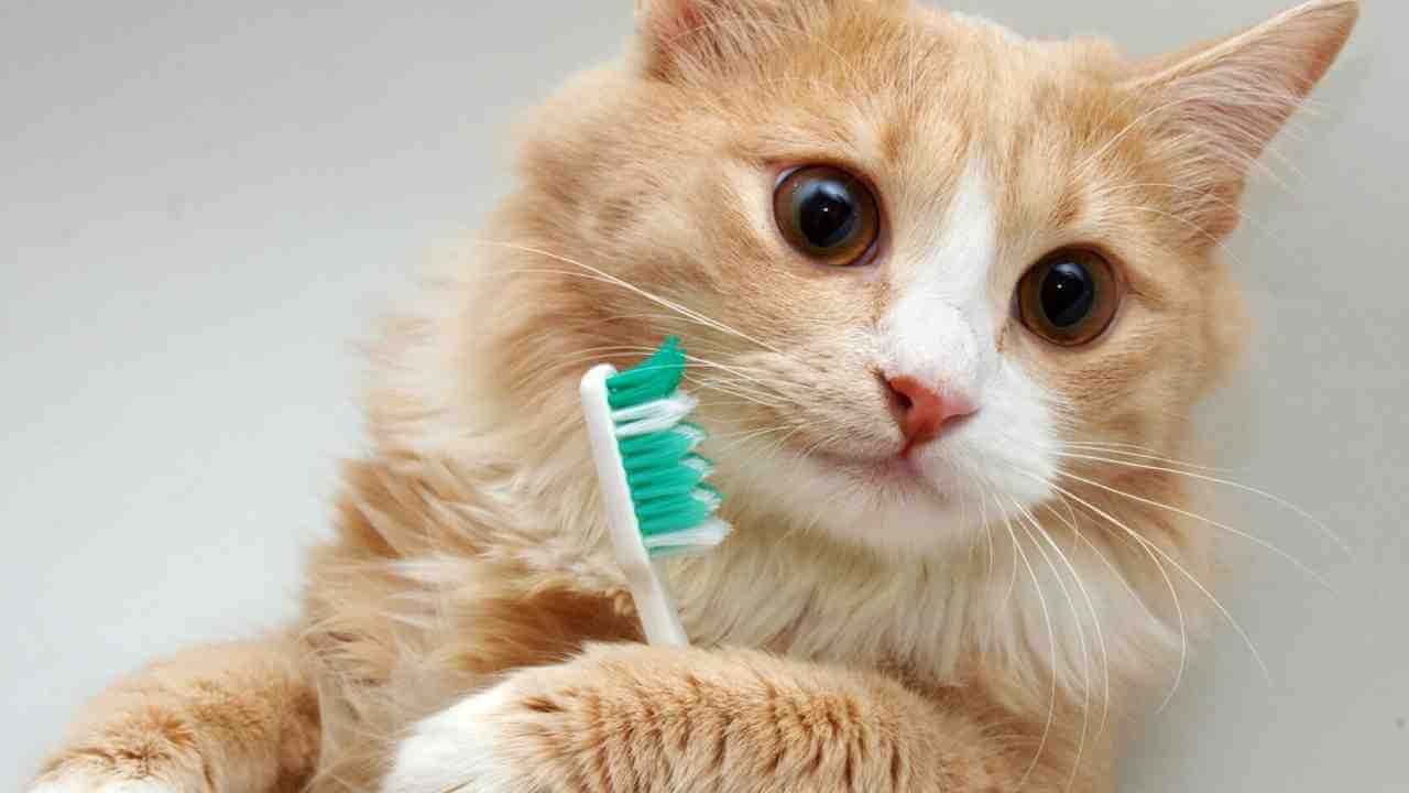 歯磨きする猫、歯磨きのタイミングは食後、食前、歯磨きはしない方が良い?