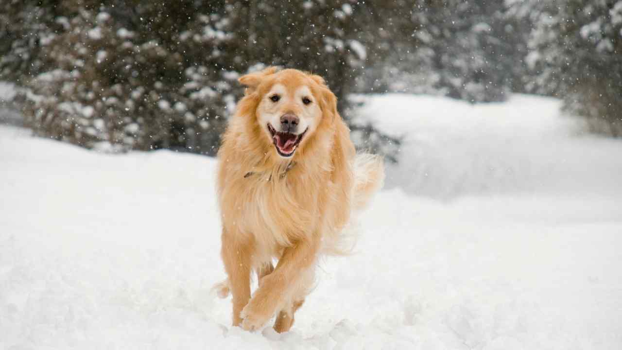 冬走る、可愛い犬。寒いか暖かいか